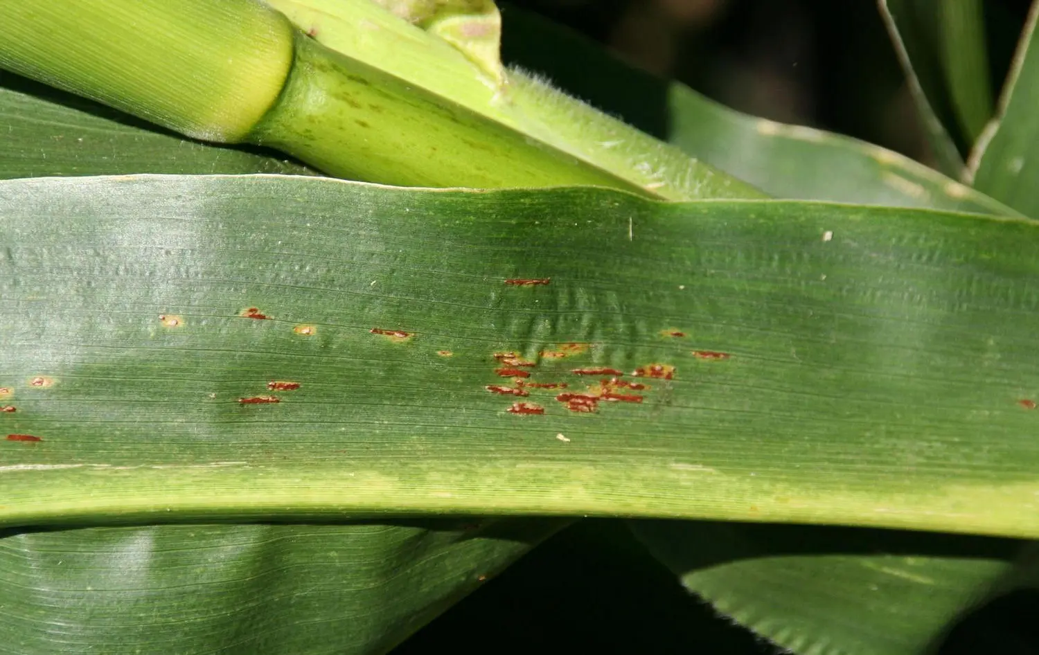 Demonstration maize leaf used for the public disease tour