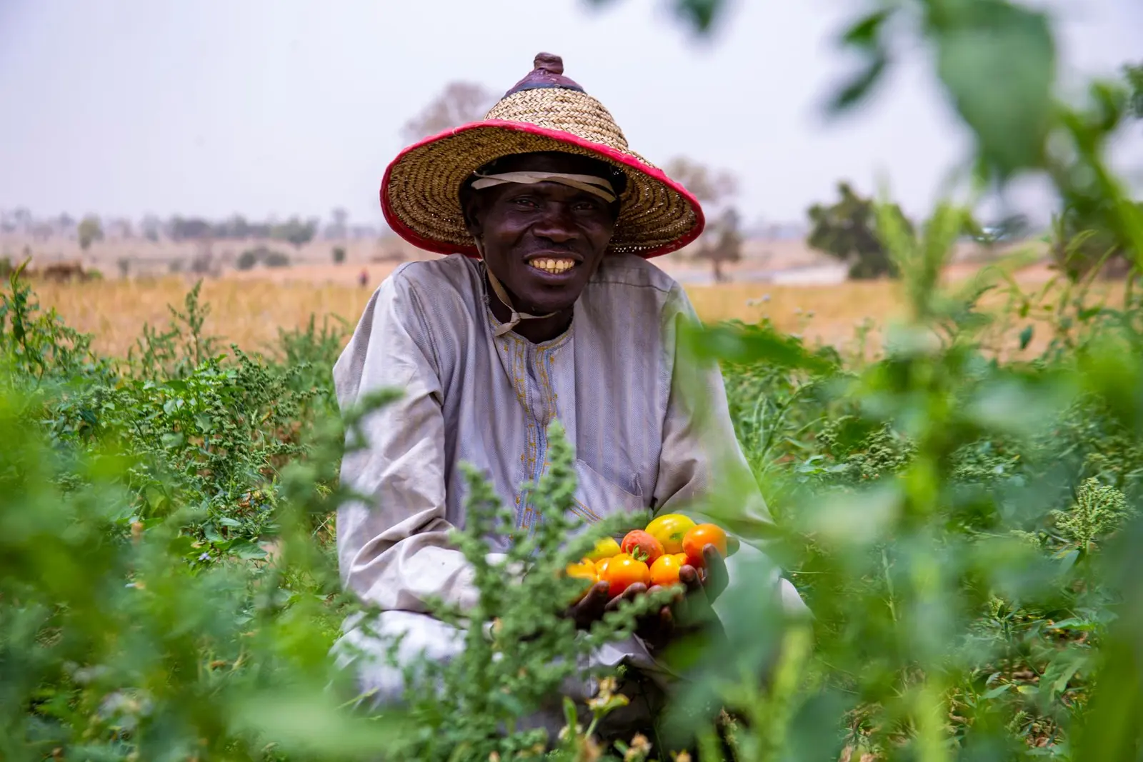 Demonstration tomato field
