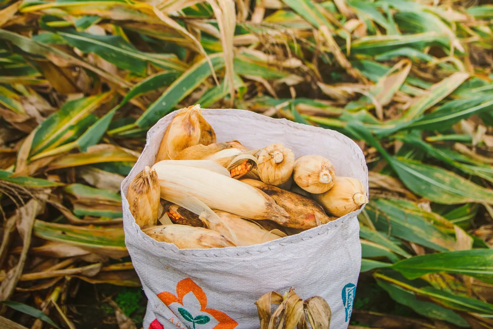 Demonstration maize field